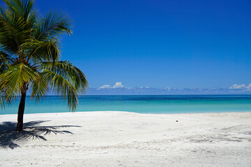 Fototapeta na wymiar palm trees on a tropical island