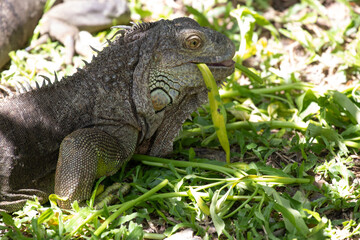 Green Iguana is resting on the Green Yard