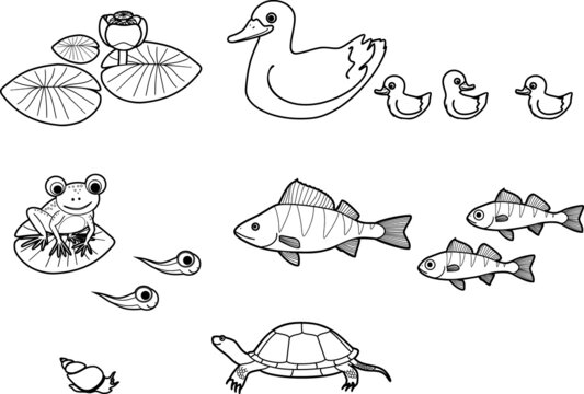 Coloring page with set of pond cartoon inhabitants: duck with ducklings, frog and tadpoles, fishes, turtle, snail