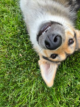 Upside down silly dog in grass
