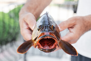 Freshly caught Grouper fish in fisherman hands.
