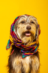 Studio portrait of an adorable furry puppy wearing a headscarf on yellow background.