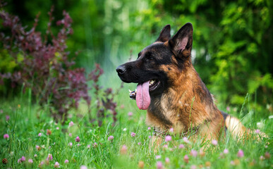 german shepherd dog with tongue in the grass