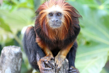 golden-headed lion tamarin in a zoo in france