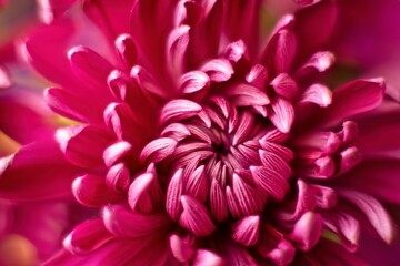 Close up of a purple Dahlia flower.
