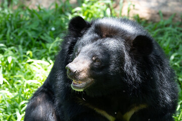 Close up Asiatic Black Bear