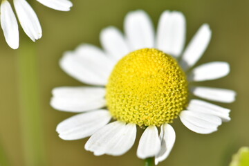 Obraz premium daisy flower close up