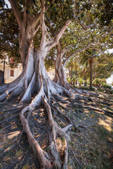 Ficus Magnolioides, seafront Falcomatà, Reggio Calabria, Calabria, Italy