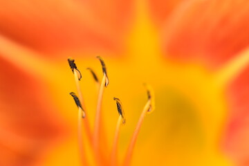 close up of flower