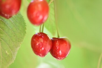 cherries in the garden