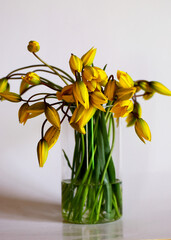 yellow wild tulip flowers, flowers in a glass vase on the windowsill