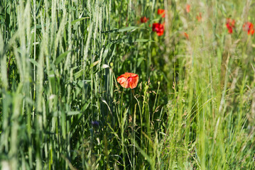 Poppy flowers at spelt field on a sunny summer day near village of Forch, Canton Z&uuml;rich. Photo taken June 8th, 2022, Forch, Switzerland.