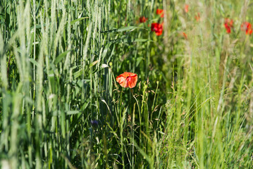 Poppy flowers at spelt field on a sunny summer day near village of Forch, Canton Zürich. Photo taken June 8th, 2022, Forch, Switzerland.