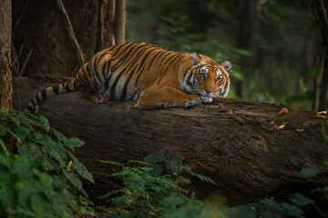 Wild tigress resting on a fallen tree trunk at Jim Corbett National Park, Uttarakhand, India - obrazy, fototapety, plakaty
