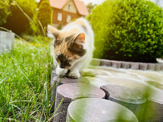 A tricolor cat is sitting in the garden. Pet outdoors. Selective focus