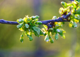 spring buds of a cherry tree, blurred background, spring in the garden and in nature