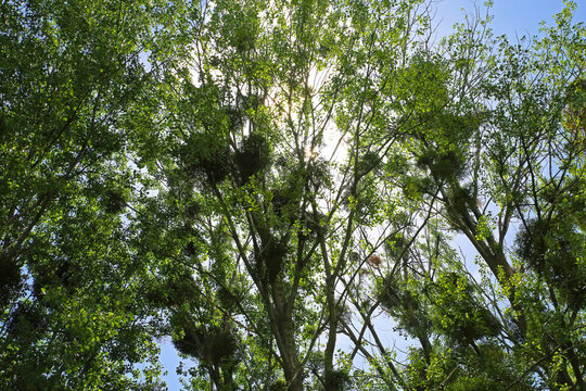 Many european semiparasite mistletoe (viscum album) plants hanging in green host trees - Netherlands