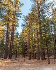 Fototapeta premium Woman tourist walking through San Jacinto State Park in California with large trees surrounding the person. 