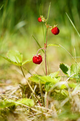 Three red strawberries in the forest growing in sunlight