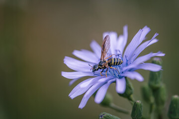 close up of blue-sow thistle flower with wasp on it