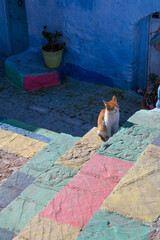 Beautiful brown and white cat, sunbathing on colorful stairs in the city of Chefchaouen, Morocco.