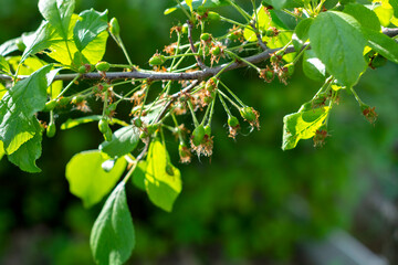 A plum branch with young green berries on a blurry green background in summer. The dry flowers have...