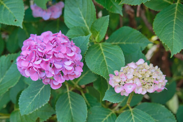 紫陽花小道