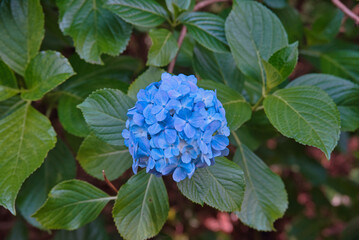 紫陽花小道