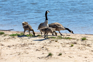 Canada geese ( Branta canadensis)  with goslings. Natural scene from shore of lake Michigan.