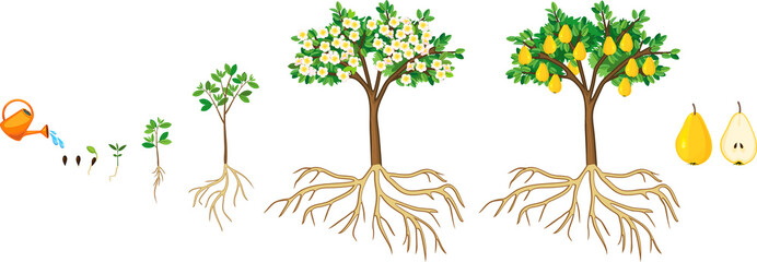 Life cycle of pear tree isolated on white background. Plant growing from seed to pear tree with ripe yellow fruits and root system