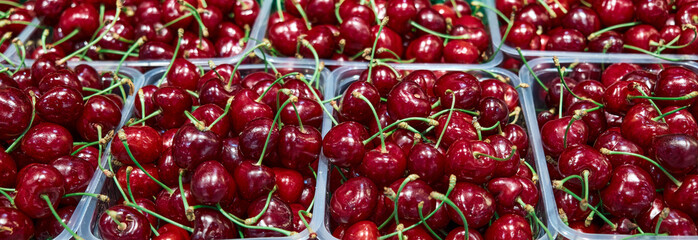 Lots of cherries. Banner. Cherry background. Fruit background.