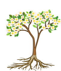 Fototapeta premium Cartoon flowering apple tree with white flowers and root system isolated on white background
