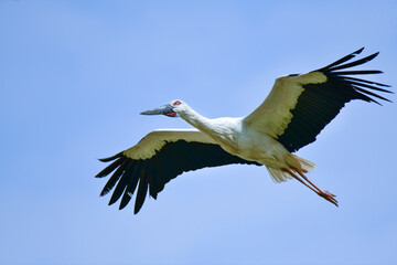 The Oriental white stork