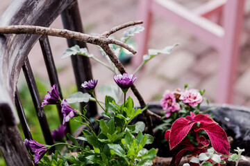 bright city flowers