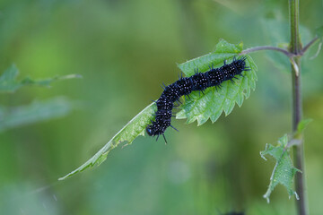 Tagpfauenaugenraupe