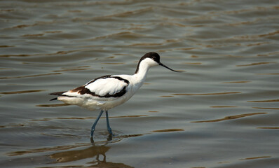 The sandpiper