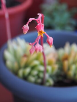 SUCULENTA SIEMPREVIVA