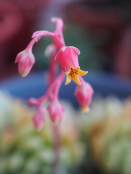 SUCULENTA SIEMPREVIVA