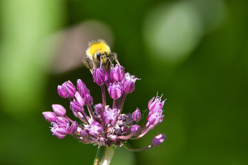 Hummel auf Blüte