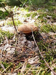 mushroom in the forest