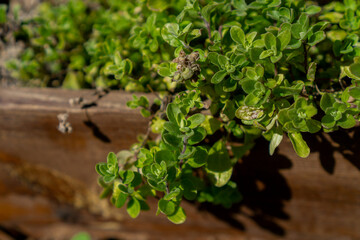 Marjoram (Origanum majorana) growing in a wooden pot. Growing herbs in the garden.