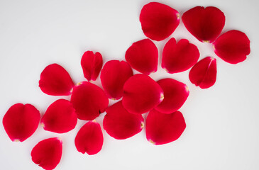 Petals of a red rose on a white background.Flet ley.  © Olivka888