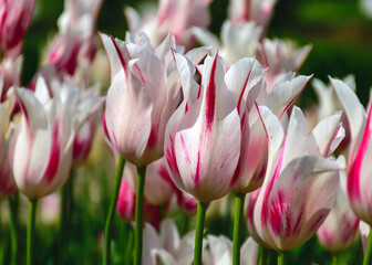 colorful, bright tulip flowers in the park, spring awakens various flowers and plants to bloom in...