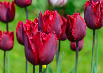 Obraz premium colorful, bright tulip flowers in the park, spring awakens various flowers and plants to bloom in nature