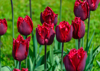 Obraz premium colorful, bright tulip flowers in the park, spring awakens various flowers and plants to bloom in nature