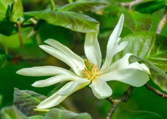 flowers in spring, bright flowers bloom in spring in the garden and park