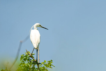 egrets