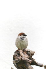 male sparrow perched on dry trunk. White background