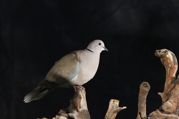 Collared Dove (Streptopelia decaocto) perched on a dry log. Black background. Profile.