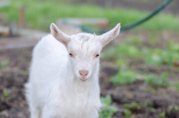 Close-up of little white goat
